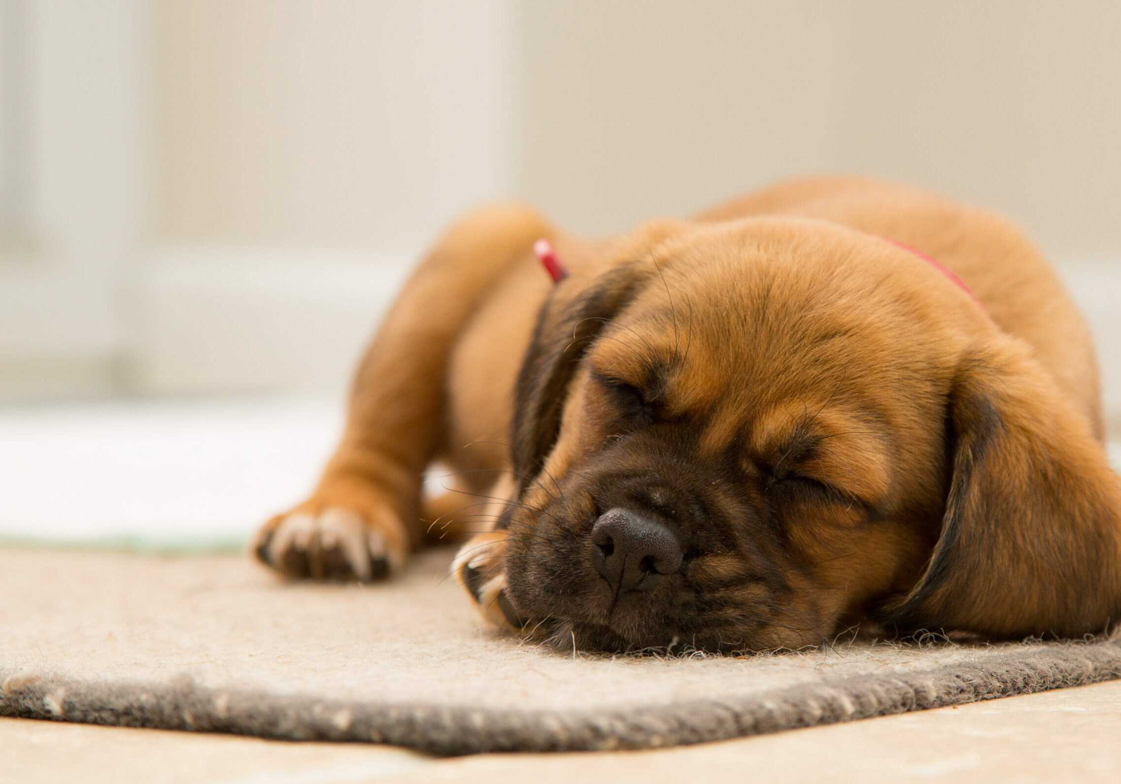 puppy on rug